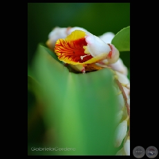 Fotografía de Gabriela Cordero Codas